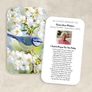 Bluebird on Spring Blossoms