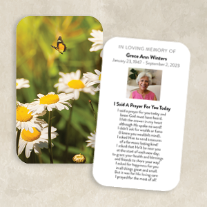 Butterfly Among Daisies